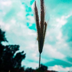 Zubair  Hamid , professional photographer in Meerut, Uttar Pradesh, India