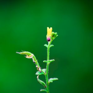 Sairam Allada, professional photographer in Machilipatnam, Andhra Pradesh, India